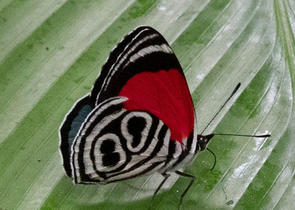 The butterfly Diaethria clymena peruviana photographed in Ecuador