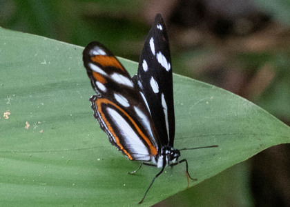 The butterfly Vila azeca photographed in Ecuador