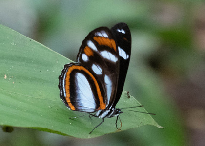 The butterfly Vila azeca photographed in Ecuador