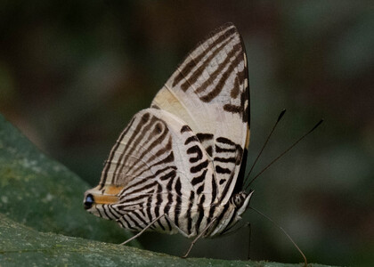 The butterfly Colobura annulata photographed in Ecuador