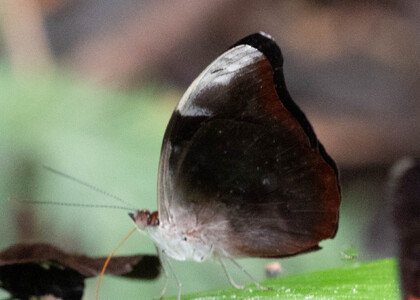 The butterfly Catonephele acontius photographed in Ecuador