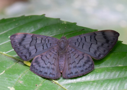The butterfly Emesis spreta photographed in Ecuador