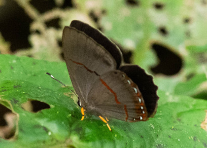 The butterfly Pelolasia eumedia photographed in Ecuador