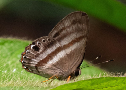 The butterfly Pelolasia melaphaea photographed in Ecuador