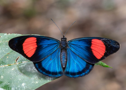 The butterfly Batesia hypochlora photographed in Ecuador