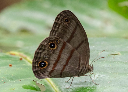 The butterfly Megeuptychia antonoe photographed in Ecuador