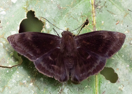 The butterfly Aethilla echina echina photographed in Ecuador