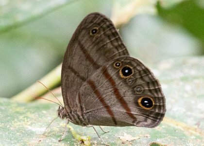The butterfly Megeuptychia antonoe photographed in Ecuador