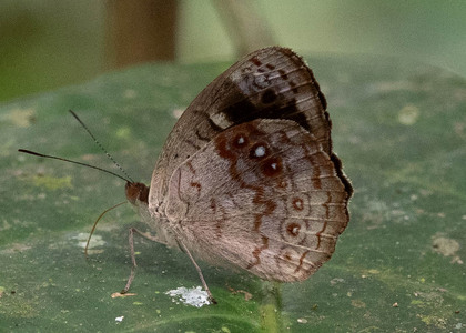 The butterfly Eunica marsolia fasula photographed in Ecuador