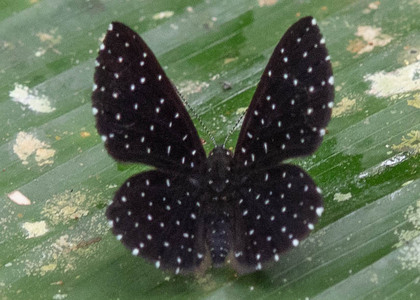 The butterfly Echydna punctata photographed in Ecuador