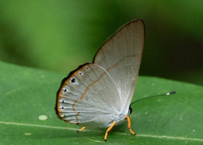 The butterfly Pelolasia eusepus/eumenes photographed in Comunidad Apuya,Ecuador