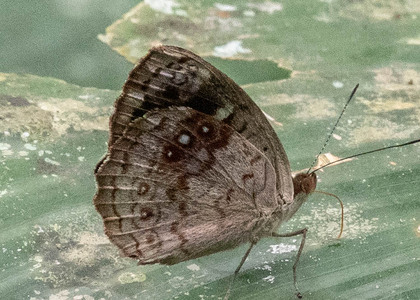 The butterfly Eunica marsolia fasula photographed in Ecuador