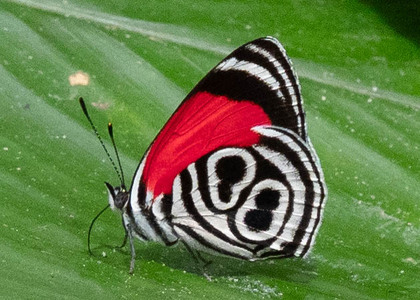 The butterfly Diaethria clymena peruviana photographed in Ecuador