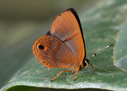 The butterfly Euselasia violetta photographed in Ecuador