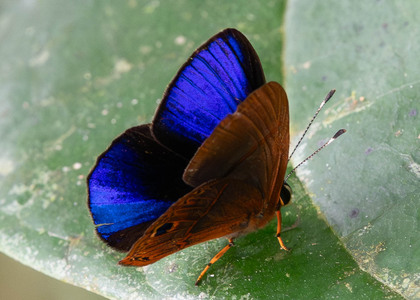 The butterfly Euselasia violetta photographed in Ecuador