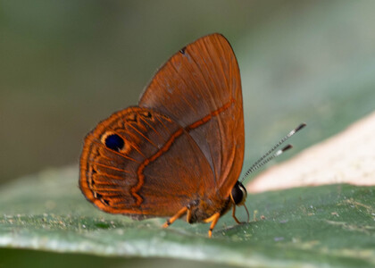 The butterfly Euselasia violetta photographed in Ecuador