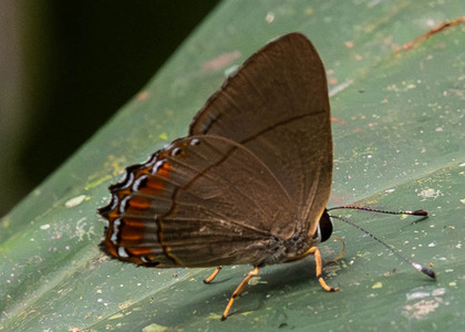 The butterfly Pelolasia pelor/pellonia photographed in Ecuador