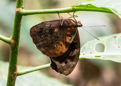 The butterfly Eunica sydonia photographed in Comunidad Apuya,Ecuador