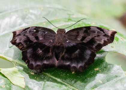 The butterfly Achlyodes busirus heros photographed in Ecuador