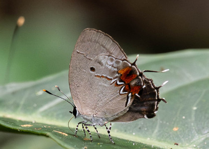 The butterfly Iaspis castitas photographed in Ecuador