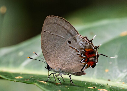 The butterfly Iaspis castitas photographed in Ecuador