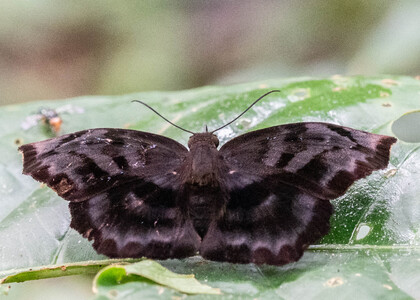 The butterfly Achlyodes busirus heros photographed in Ecuador