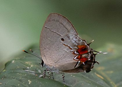 The butterfly Iaspis castitas photographed in Ecuador