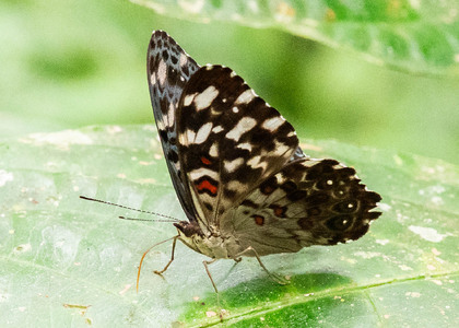 The butterfly Hamadryas chloe daphnis photographed in Ecuador