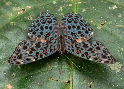 The butterfly Hamadryas chloe daphnis photographed in Ecuador