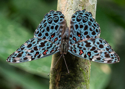The butterfly Hamadryas chloe daphnis photographed in Ecuador