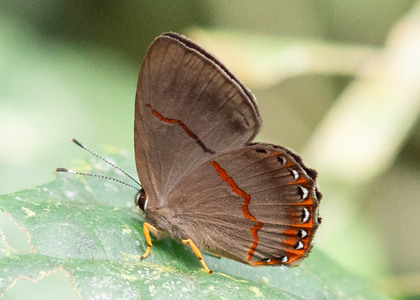 The butterfly Pelolasia eumedia photographed in Ecuador