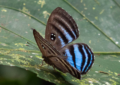 The butterfly Ectosemia eumene furia photographed in Ecuador