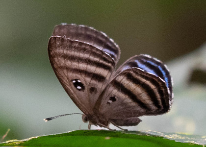 The butterfly Ectosemia eumene furia photographed in Ecuador