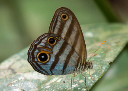 The butterfly Chloreuptychia chlorimene agathina photographed in Comunidad Apuya,Ecuador