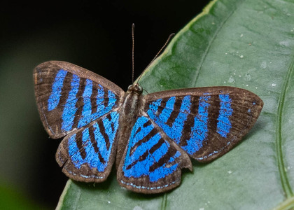 The butterfly Argyrogrammana trochilia photographed in Ecuador