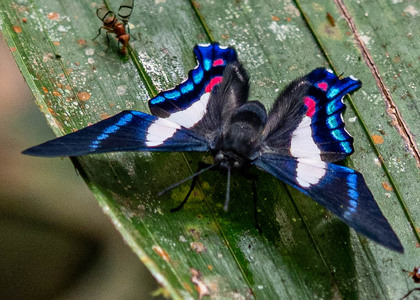The butterfly Ancyluris aristodorus photographed in Ecuador