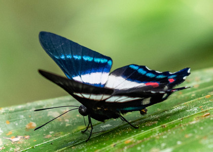 The butterfly Ancyluris aristodorus photographed in Ecuador
