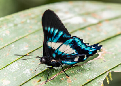 The butterfly Ancyluris aristodorus photographed in Ecuador