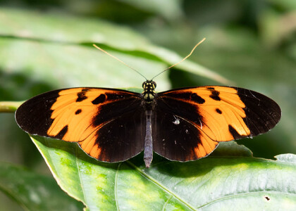 The butterfly Heliconius numata bicoloratus photographed in Ecuador