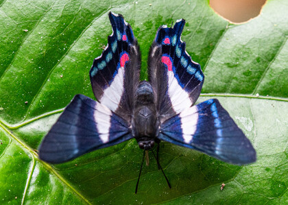 The butterfly Ancyluris aristodorus photographed in Ecuador