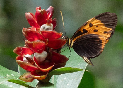 The butterfly Heliconius numata bicoloratus photographed in Ecuador