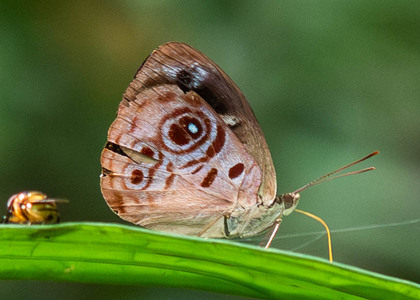 The butterfly Eunica amelia erroneata photographed in Ecuador
