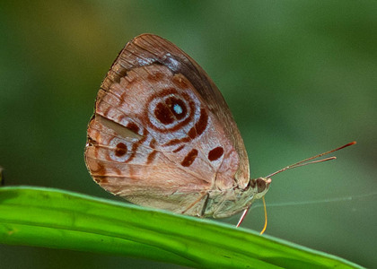 The butterfly Eunica amelia erroneata photographed in Ecuador