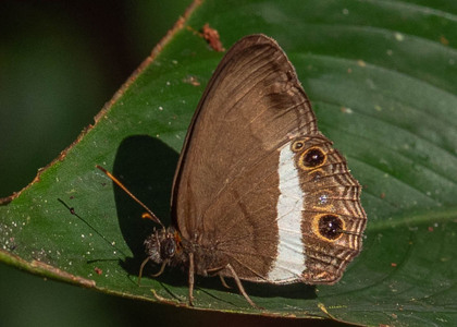 The butterfly Splendeuptychia ashna photographed in Ecuador