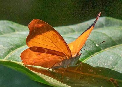 The butterfly Temenis laothoe photographed in Comunidad Apuya,Ecuador