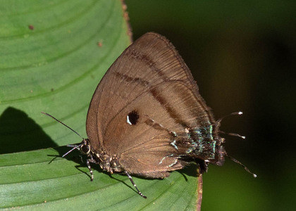 The butterfly Denivia hemon photographed in Comunidad Apuya,Ecuador