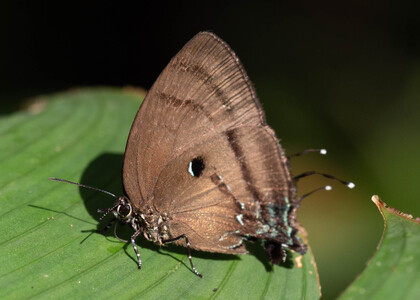The butterfly Denivia hemon photographed in Ecuador