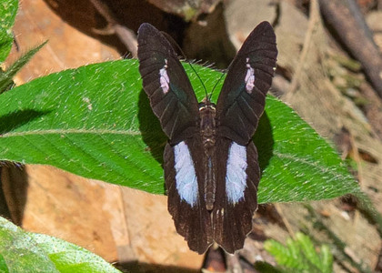The butterfly Pierella hortona hortona photographed in Ecuador