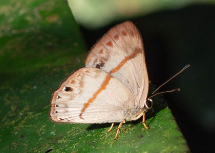 The butterfly Erythia kartopus photographed in Ecuador