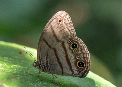 The butterfly Megeuptychia antonoe photographed in Ecuador